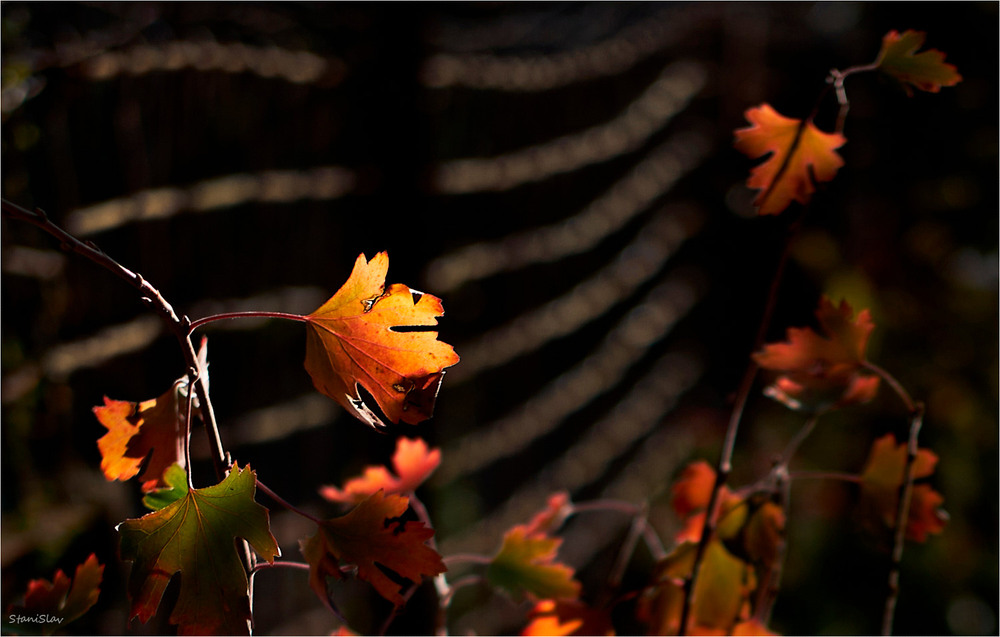 Фотографія Разное / Stanislav / photographers.ua