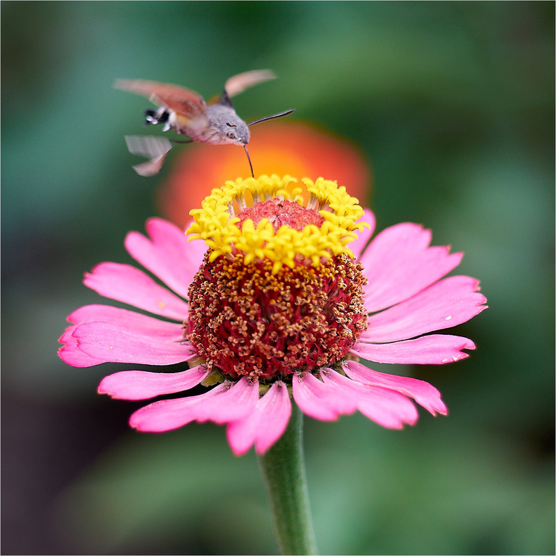 Фотографія Бражник / Stanislav / photographers.ua
