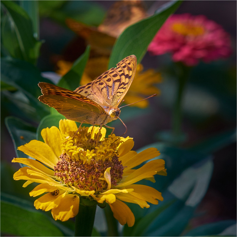 Фотографія Макро / Stanislav / photographers.ua