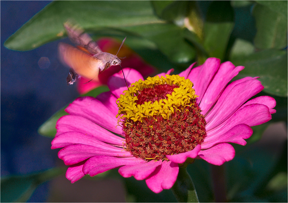 Фотографія Спочатку вечеря! А потім фотосесія! / Stanislav / photographers.ua