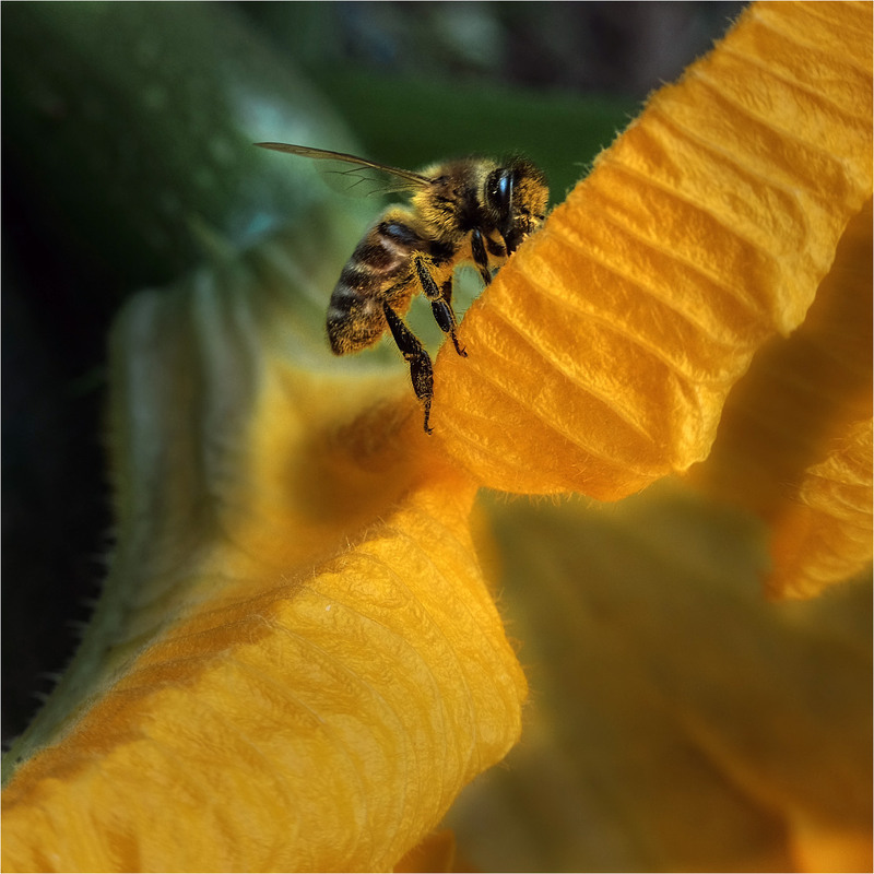 Фотографія Оце життя! Можна і попоїсти і вимазюкатись в пилку! / Stanislav / photographers.ua