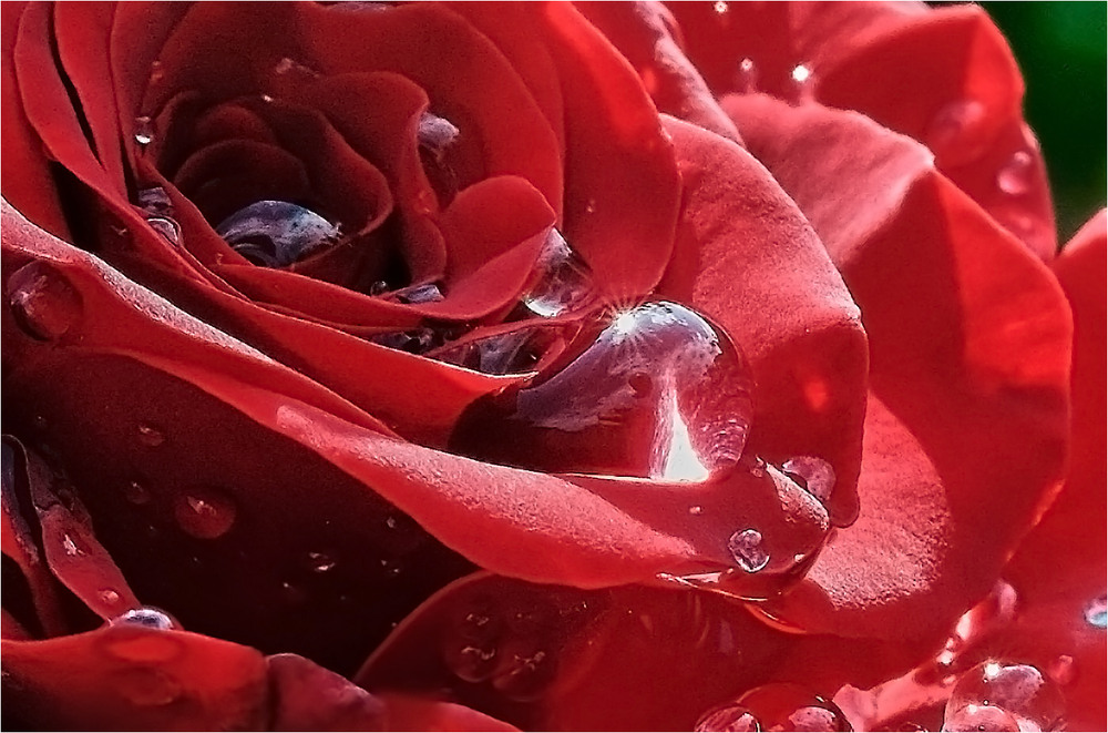 Фотографія Презент від дощику-перлинки / Stanislav / photographers.ua