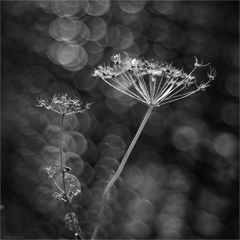 Фотографія Насіння вже посипалось, все долі, чекатиме весни, свободи, волі... / Stanislav / photographers.ua