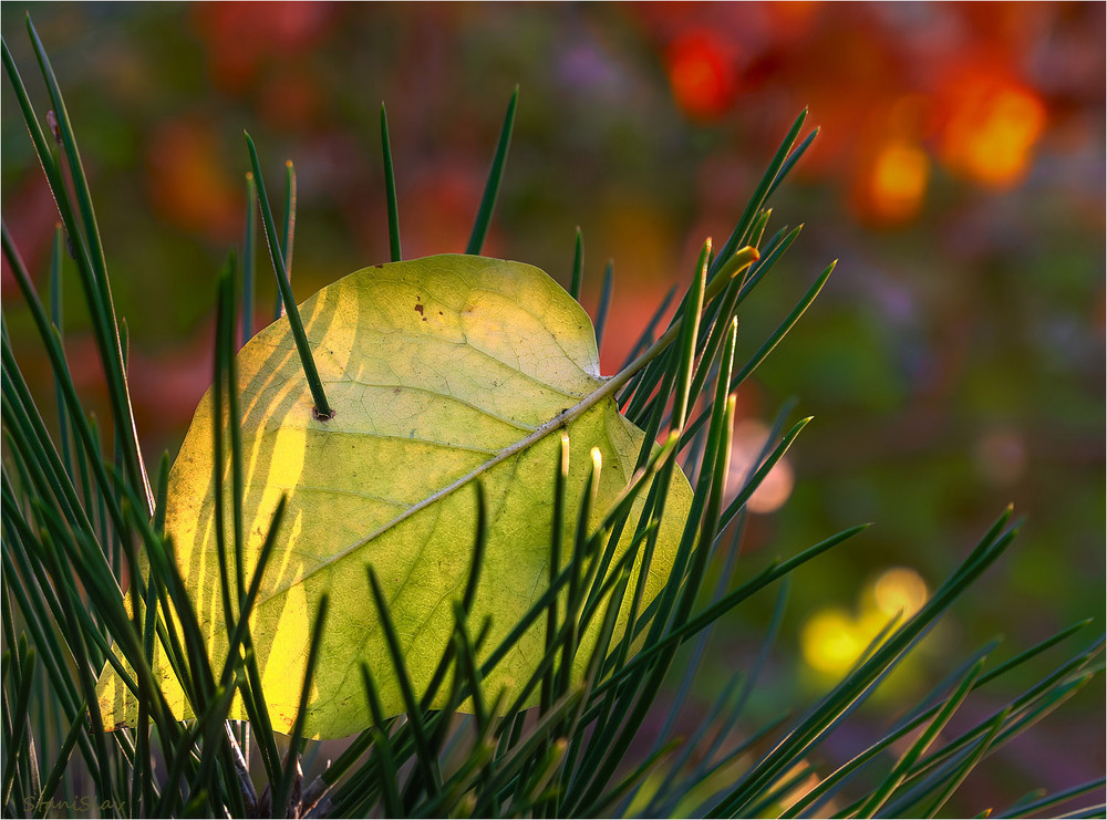 Фотографія Гостра підтримка від падіння... / Stanislav / photographers.ua