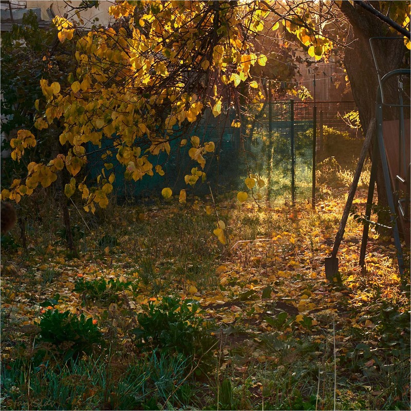 Фотографія У сусідів, за парканом, ходить осінь золотава... / Stanislav / photographers.ua
