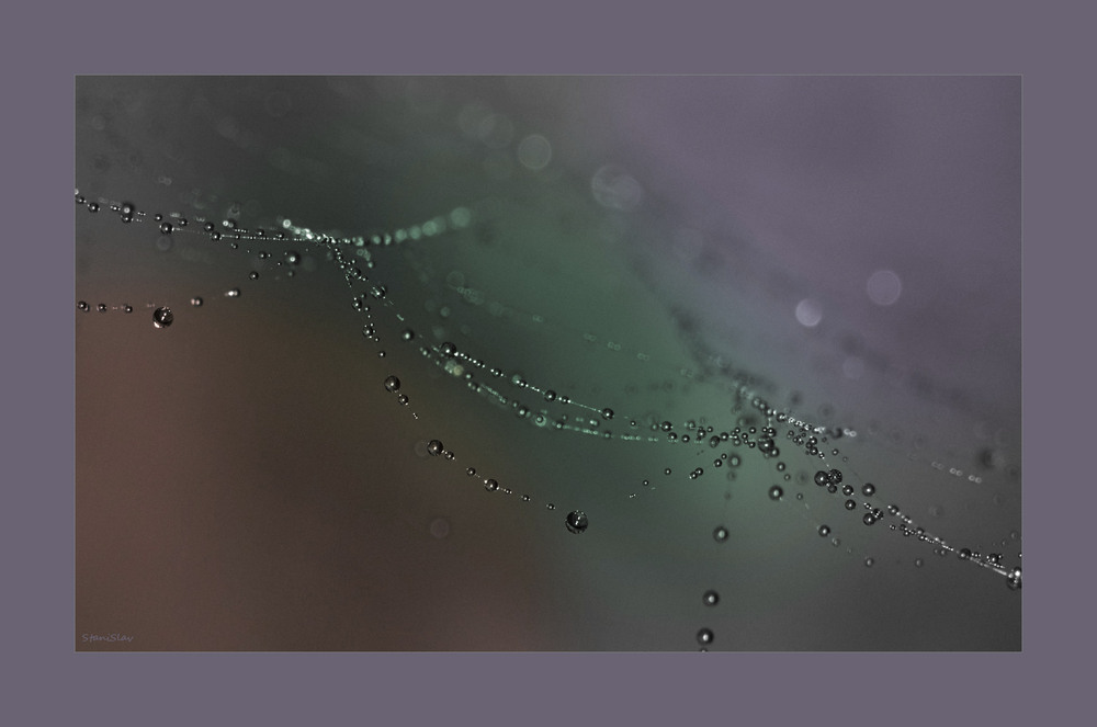 Фотографія Роси перлинки від павутинки / Stanislav / photographers.ua