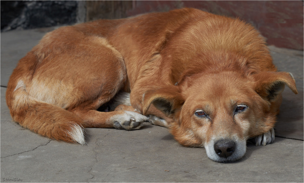 Фотографія Жив-був пес...(3) / Stanislav / photographers.ua
