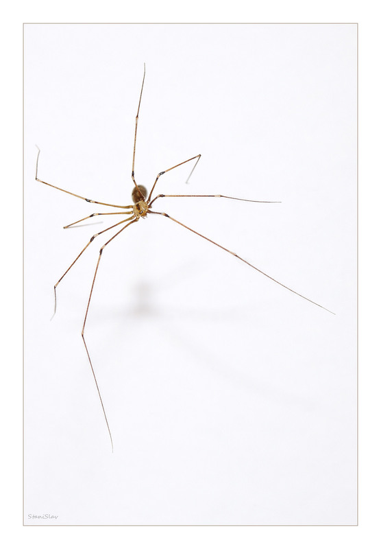 Фотографія Елегантний кілер / Stanislav / photographers.ua