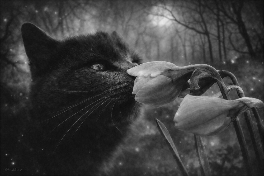 Фотографія Марусчин сон у місячну повню / Stanislav / photographers.ua