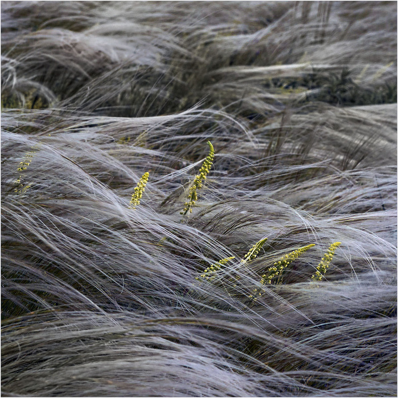 Фотографія У хвилях ковили... / Stanislav / photographers.ua