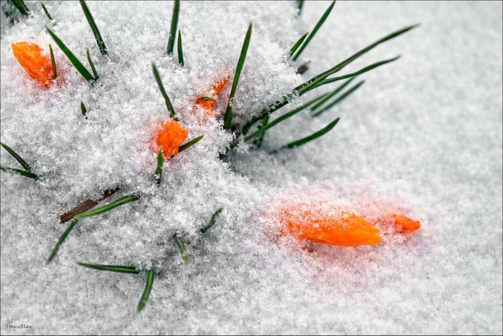 Фотографія Зима весну не допускає, хурделить, снігом замітає... / Stanislav / photographers.ua