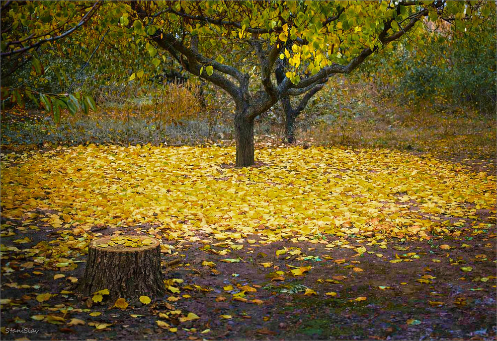 Фотографія Осінь, ти на сум мій геть не схожа... / Stanislav / photographers.ua