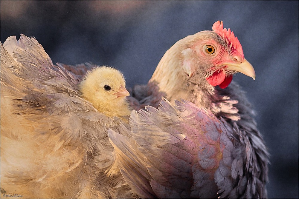 Фотографія Тепленько, сухенько-гарненько / Stanislav / photographers.ua