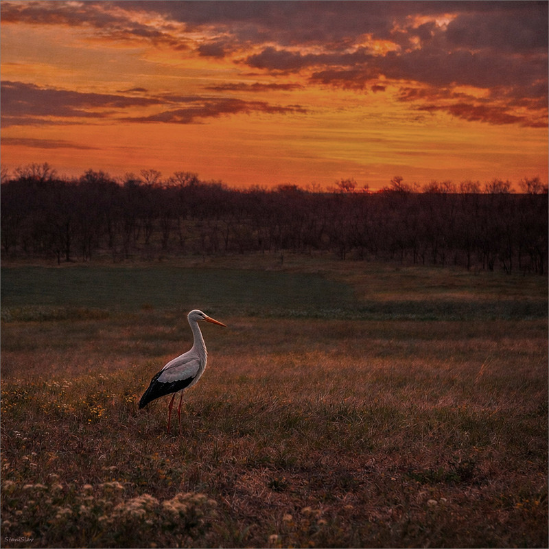 Фотографія Животные / Stanislav / photographers.ua