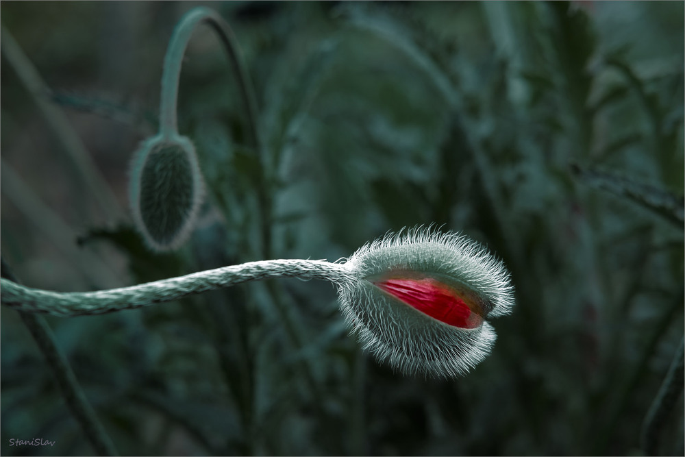 Фотографія Макро / Stanislav / photographers.ua