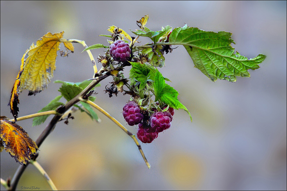 Фотографія Останній урожай... / Stanislav / photographers.ua