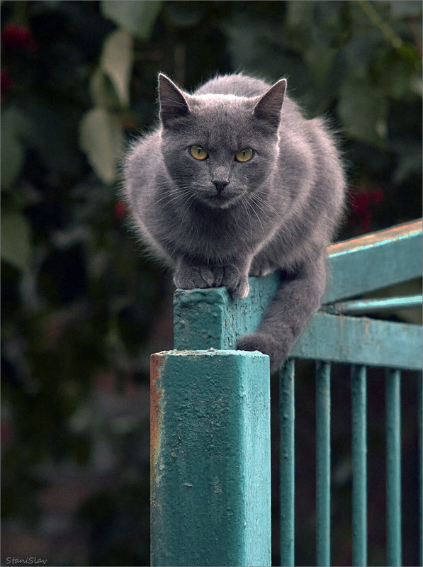 Фотографія Животные / Stanislav / photographers.ua