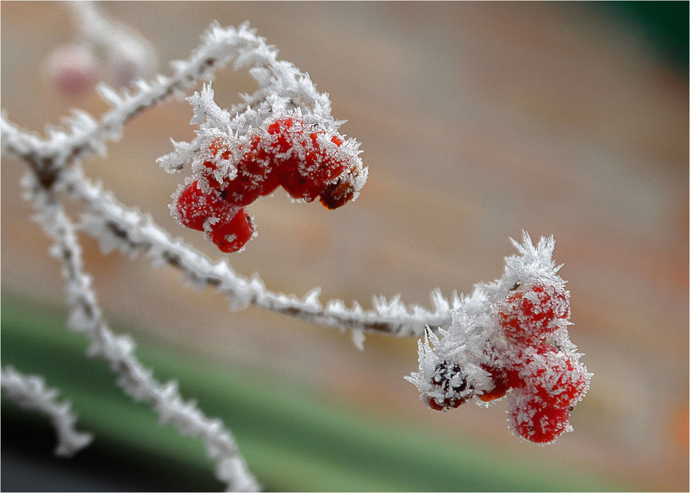 Фотографія Одна калина за вікном... / Stanislav / photographers.ua
