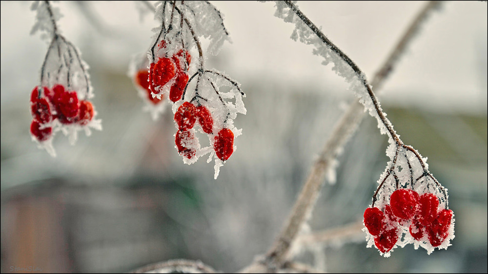 Фотографія Одна калина за вікном...(2) / Stanislav / photographers.ua
