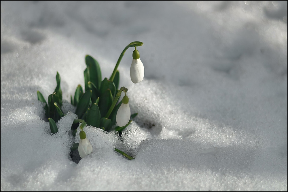 Фотографія Трохи іншого сезону в стрічку / Stanislav / photographers.ua