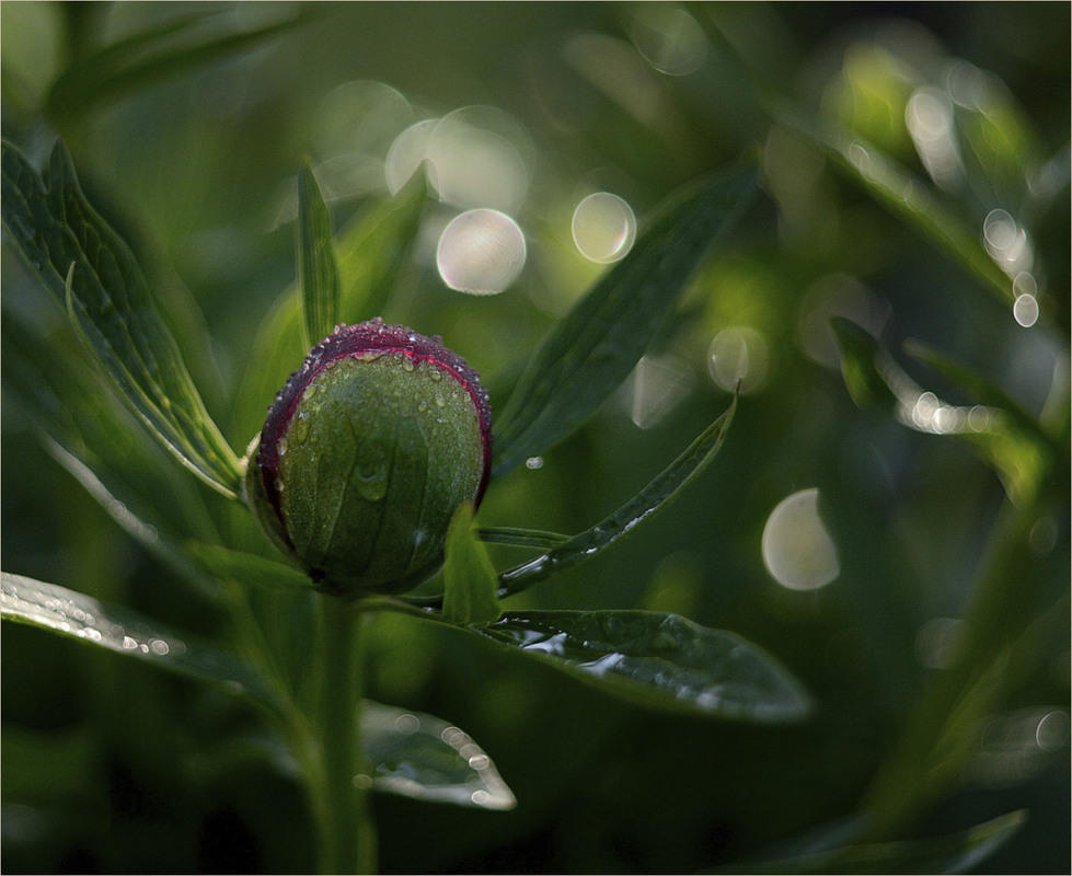 Фотографія Півонія дощем омита, ще не постала у красі, душа її дріма, закрита, пробудження чекаєм всі / Stanislav / photographers.ua