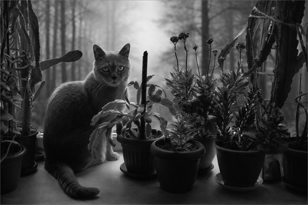 Фотографія Я вас бачу наскрізь... / Stanislav / photographers.ua