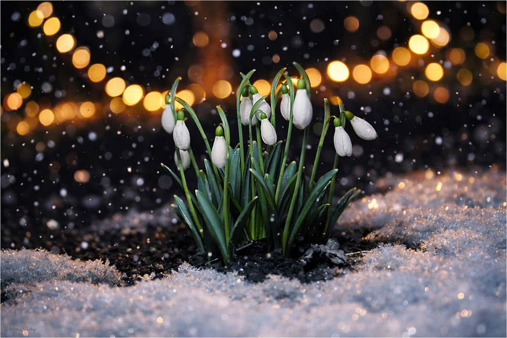 Фотографія Прощай зима! / Stanislav / photographers.ua