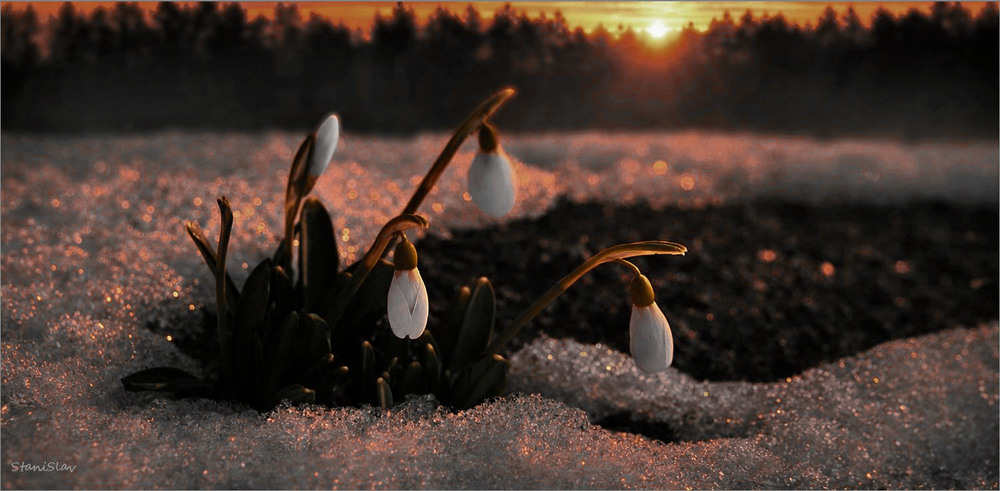 Фотографія Пора пробудження / Stanislav / photographers.ua