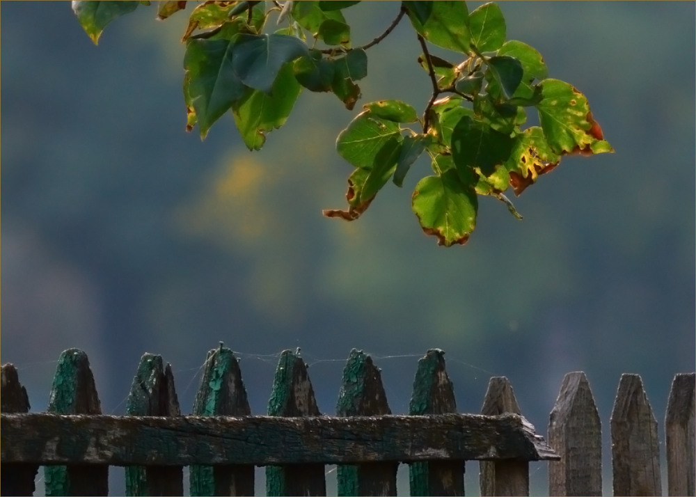 Фотографія Жовтіє лист, скрізь павутиння, бо за два дні-пора осіння / Stanislav / photographers.ua