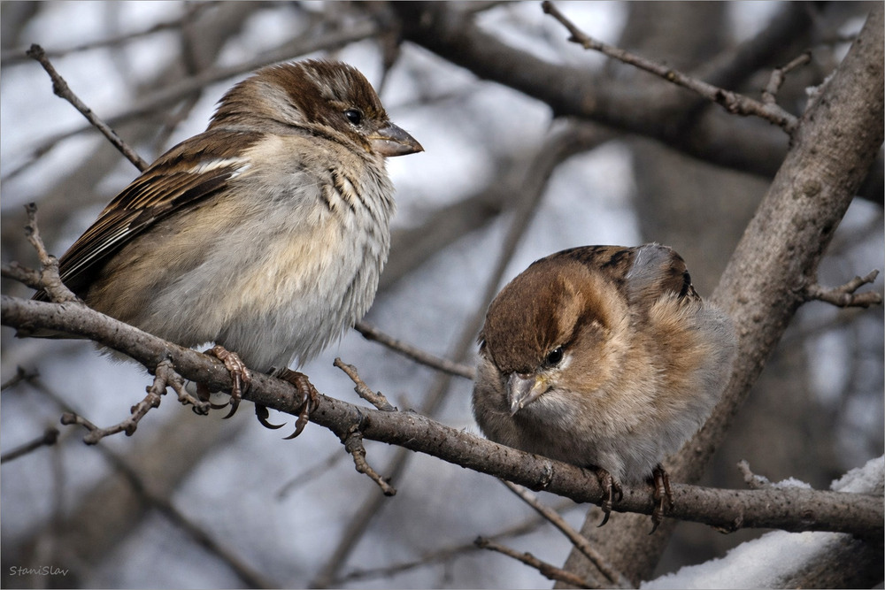 Фотографія Слухаюсь бос, як скажете бос, безсумнівно бос... / Stanislav / photographers.ua