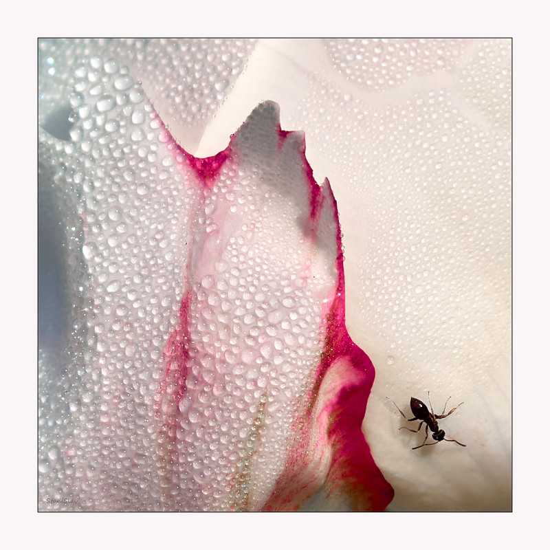 Фотографія Вранішній моціон / Stanislav / photographers.ua