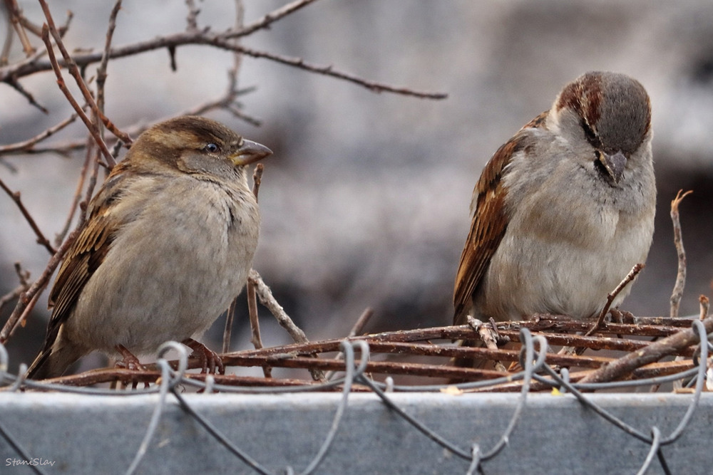 Фотографія Відкіля це ти узявся? Де ти досі пропадав? (Ремікс дуета Одарки та Карася) / Stanislav / photographers.ua