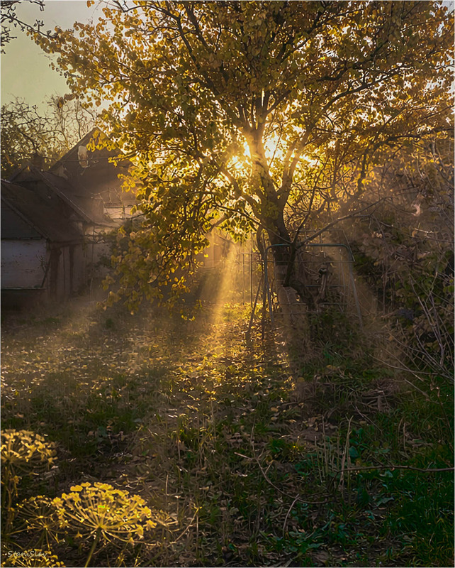 Фотографія Легкий осінній туманчик з сонечком / Stanislav / photographers.ua