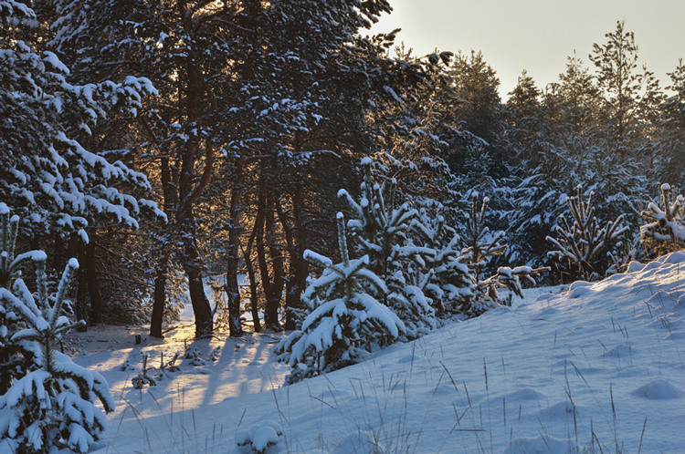 Фотографія Frost dream / Злата-Юлия Селихова / photographers.ua