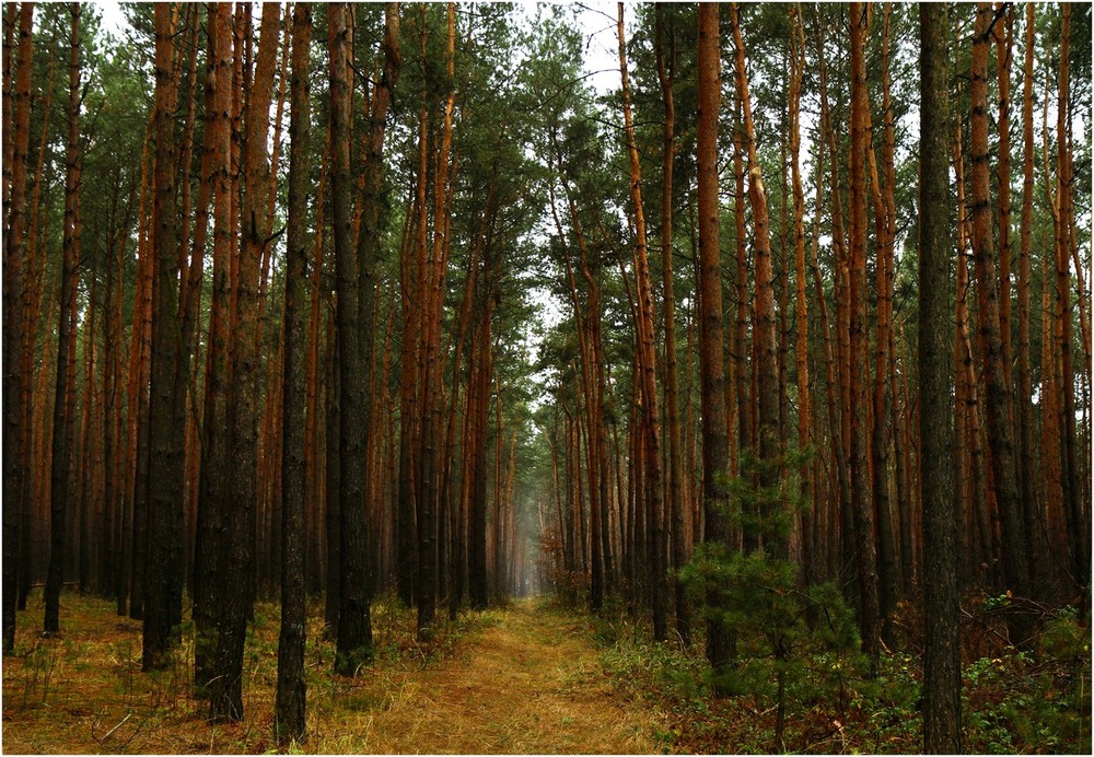 Фотографія ...про осінній ліс / Ginda Rostyslav / photographers.ua