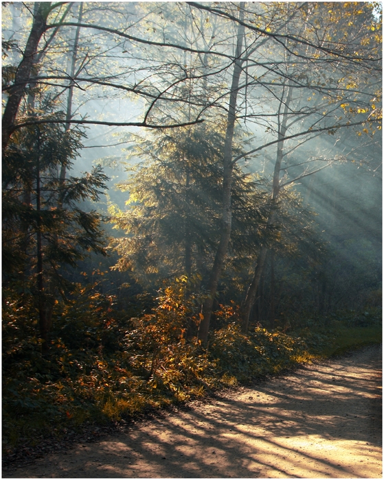 Фотографія про промінчики і тіні....(або,скоро осінь) / Ginda Rostyslav / photographers.ua