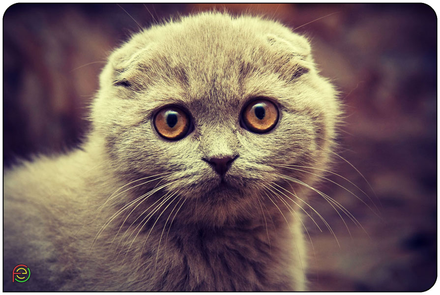 Фотографія "что это за стеклянный глаз?" - подумал котенок впервые увидев объектив фотокамеры / Евгений Финько / photographers.ua