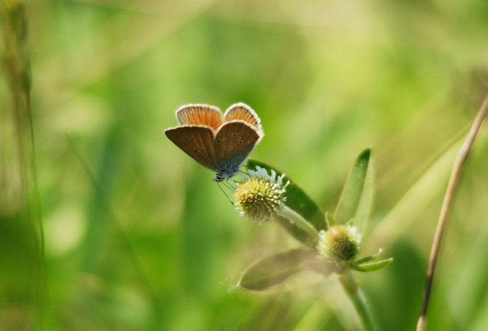 Фотографія Історія одного метелика і квітки.. / Петро Ярміш / photographers.ua