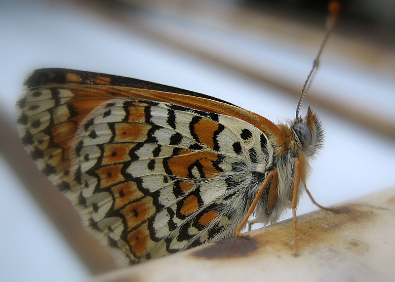 Фотографія портрет бабочки / ЦИЛЫК ВИКТОР / photographers.ua