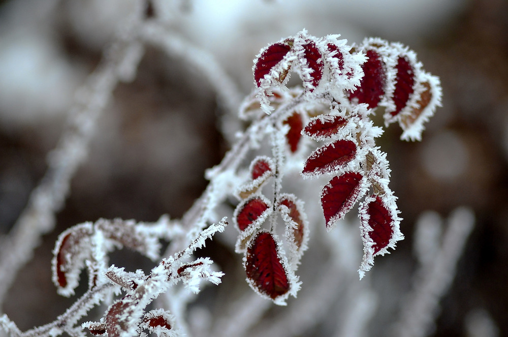 Фотографія так будет зима в этом году,или нет? / ЦИЛЫК ВИКТОР / photographers.ua