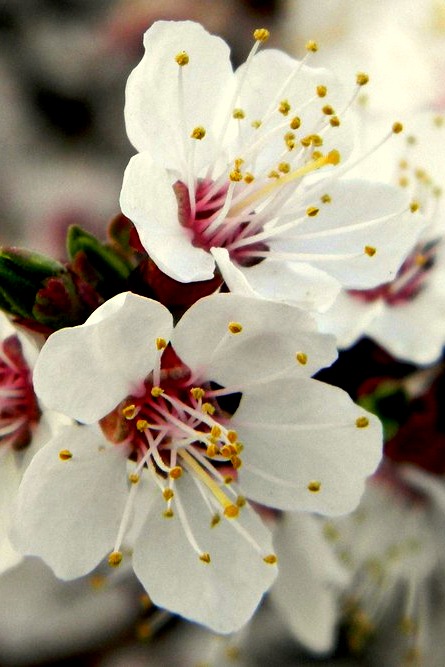 Фотографія Макро / Вадимчик 69 / photographers.ua