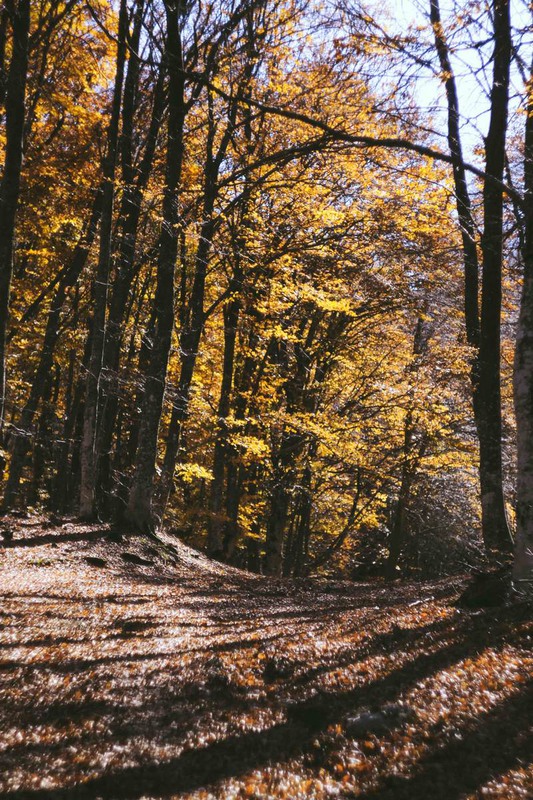 Фотографія Осень в лесу / Олесья Деменко / photographers.ua