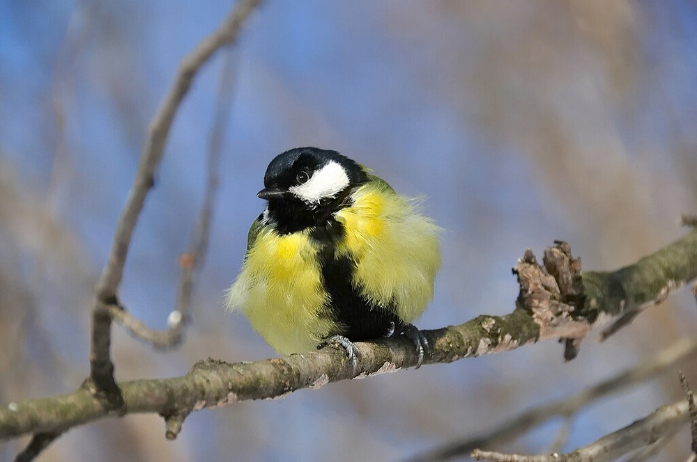 Фотографія Удивлена(синичка) / Татьяна Николаева / photographers.ua