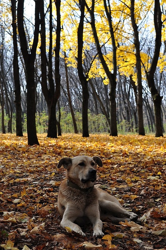 Фотографія ...october dog / Red Dog / photographers.ua