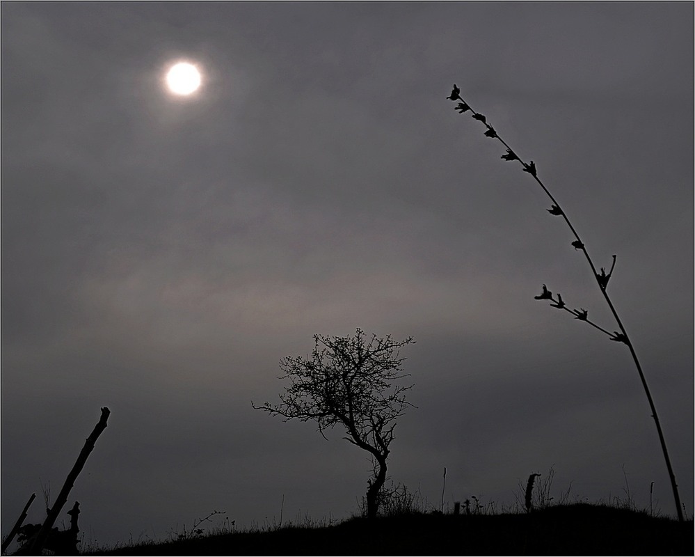 Фотографія on Sun... / Red Dog / photographers.ua