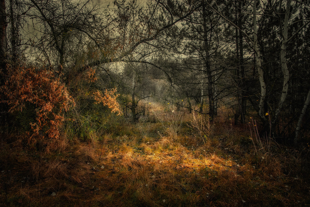 Фотографія Осени краски, трав сухостой... / Роман Крамской / photographers.ua