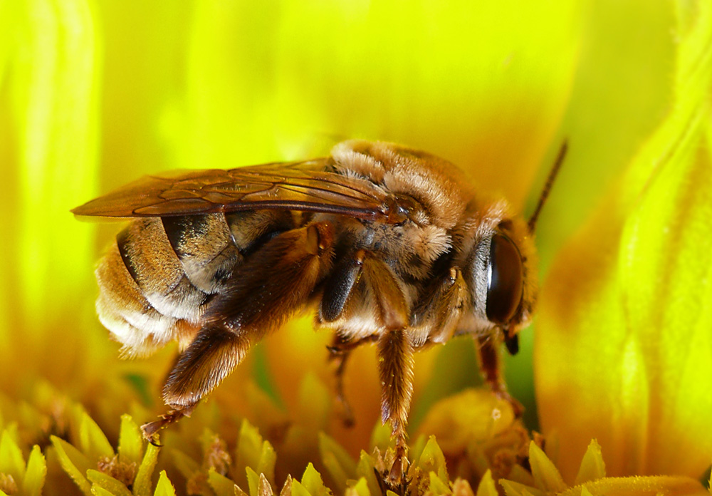 Фотографія шерстяная пчела :) / Vadim Cherenko / photographers.ua
