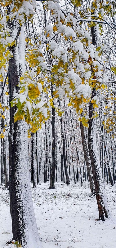 Фотографія Перший сніг / Iryna Baranska Voronina / photographers.ua