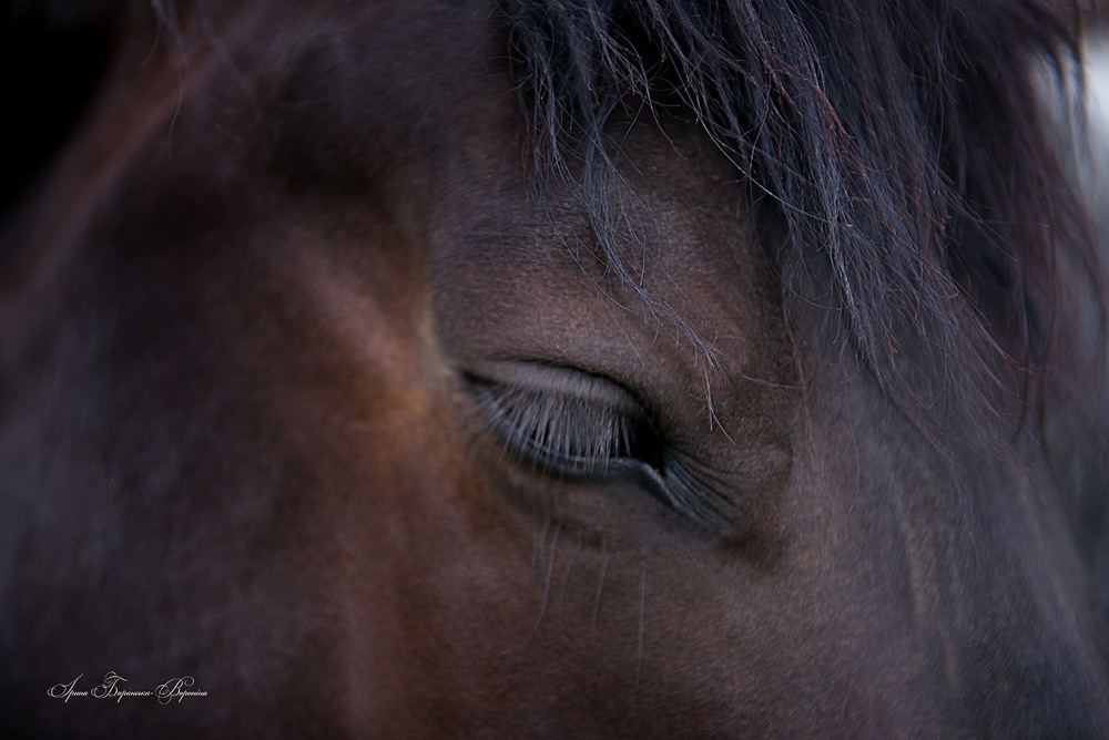 Фотографія Я люблю коней / Iryna Baranska Voronina / photographers.ua