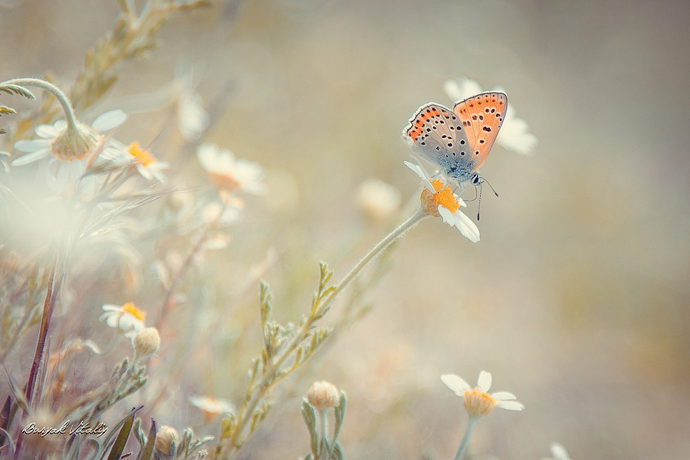Фотографія бабочка... / Виталий Григорьевич / photographers.ua